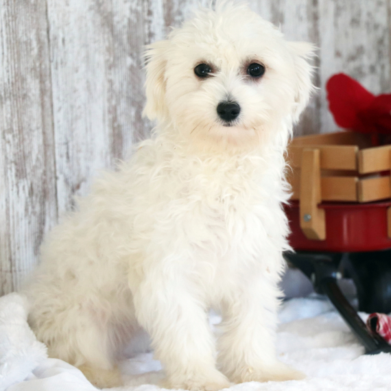 Maltese