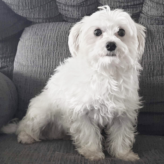 Maltese