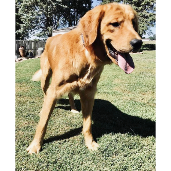 Golden Retriever