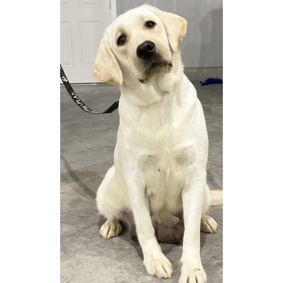 Labrador Retriever