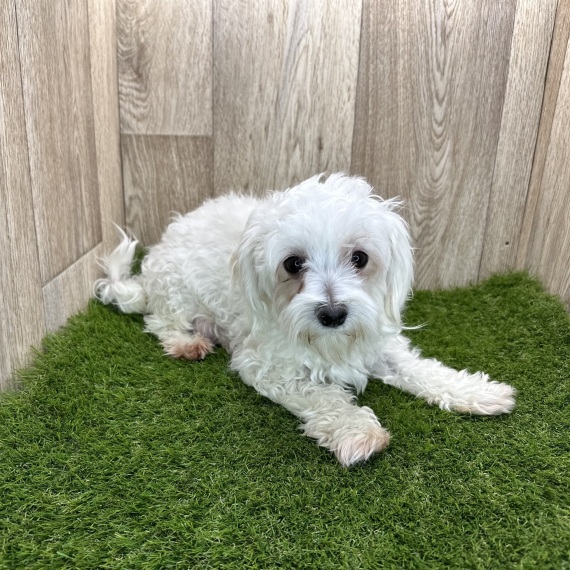 Maltese