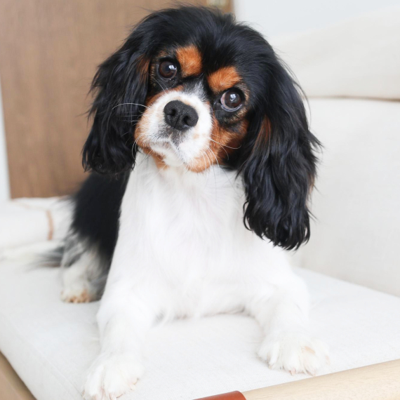 Cavalier King Charles Spaniel