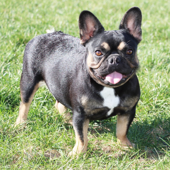 French Bulldog