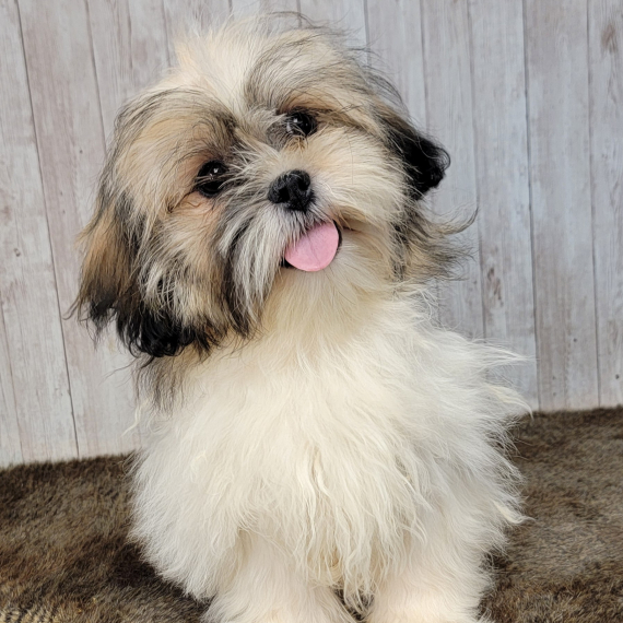 Shih Tzu