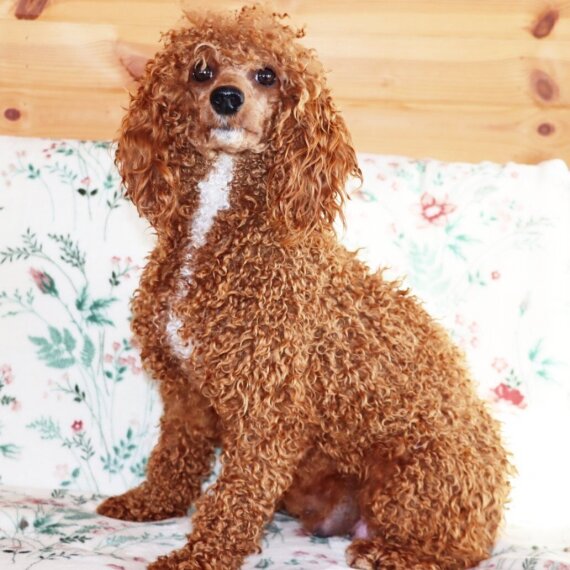 Poodle