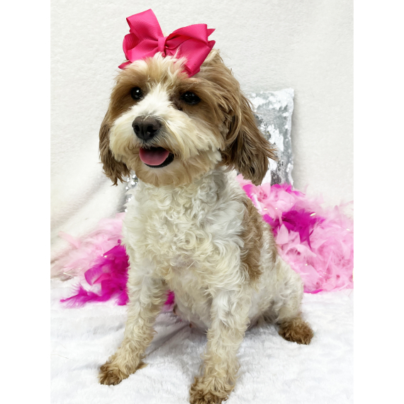 Cavapoo
