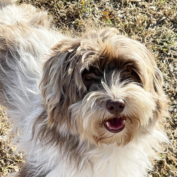 Havanese