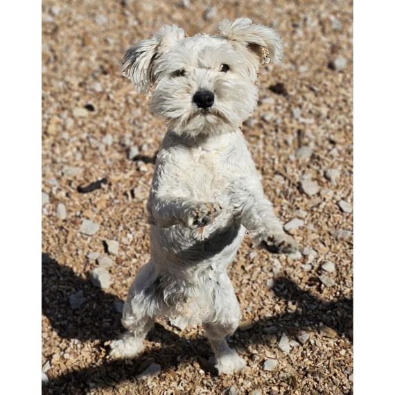 Miniature Schnauzer