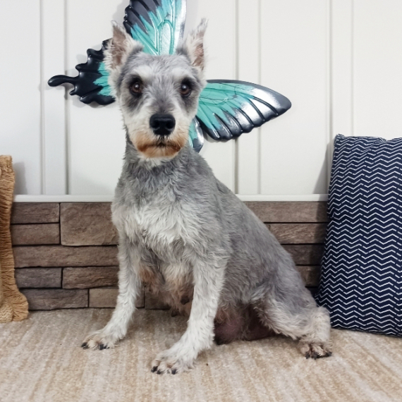 Miniature Schnauzer