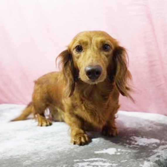 Dachshund