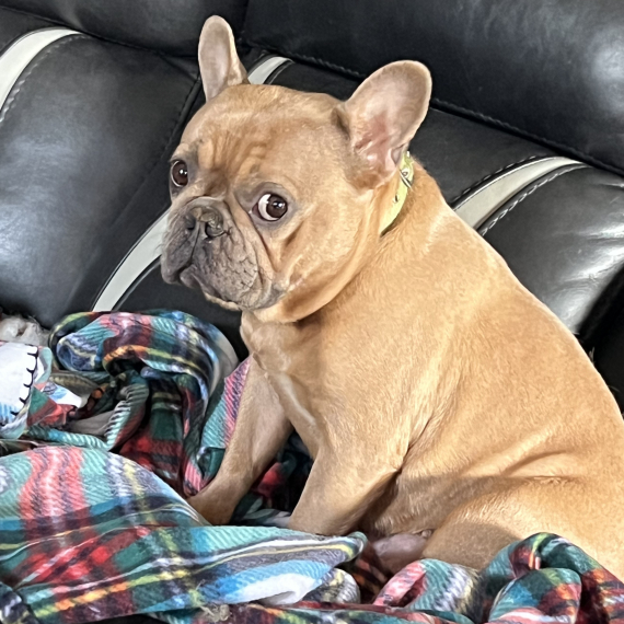 French Bulldog