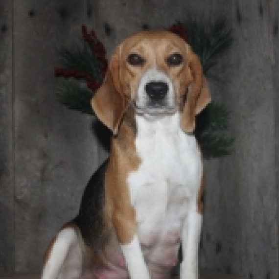 Beagle