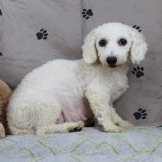 Bichon Frise