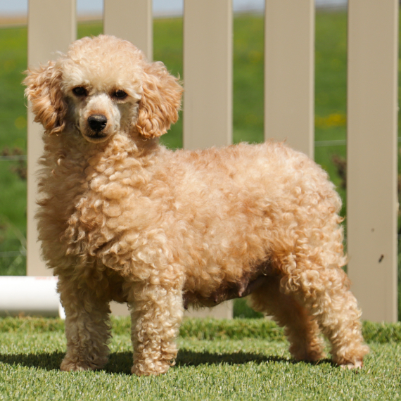 Poodle