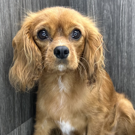 Cavalier King Charles Spaniel