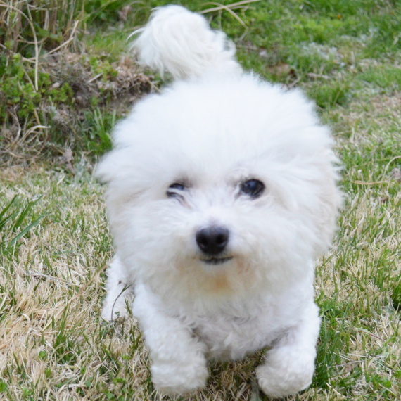 Bichon Frise
