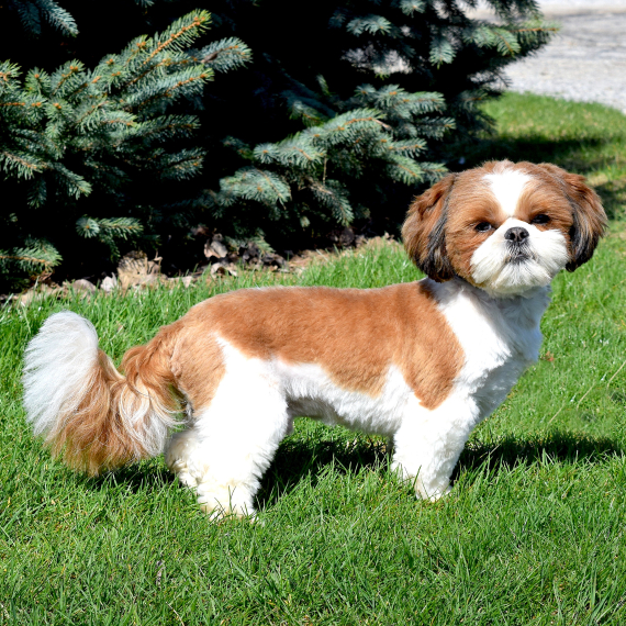 Shih Tzu