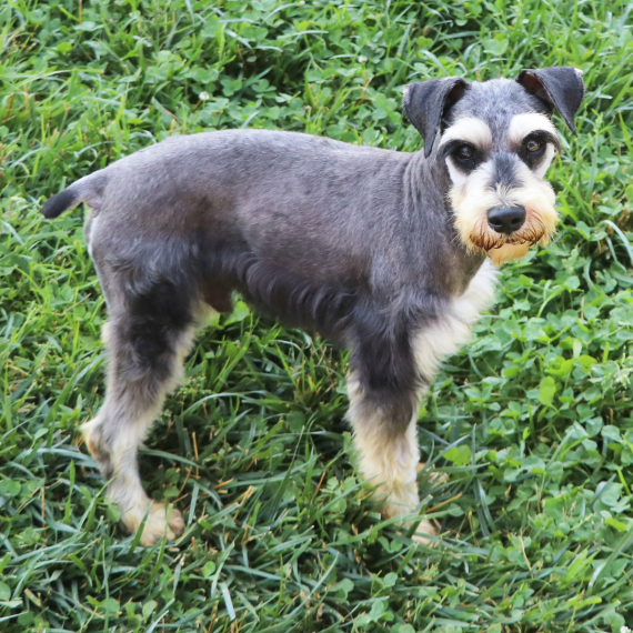 Miniature Schnauzer