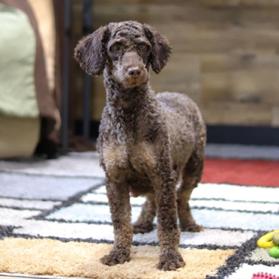 Poodle