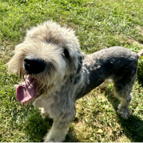 Old English Sheepdog