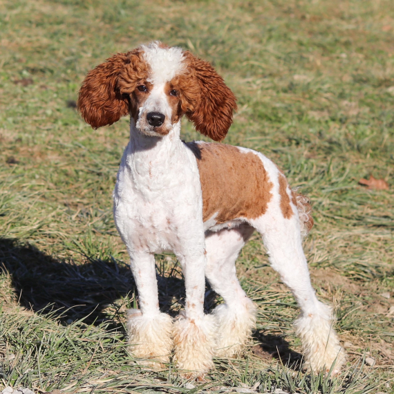 Poodle