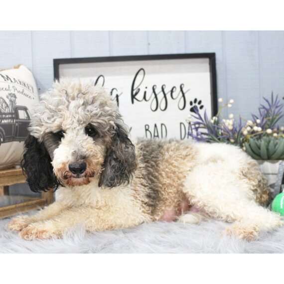 Poodle