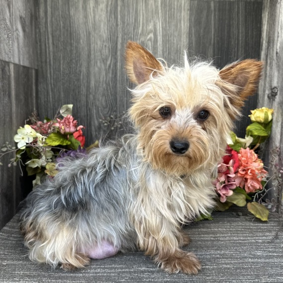 Yorkshire Terrier