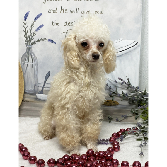 Poodle