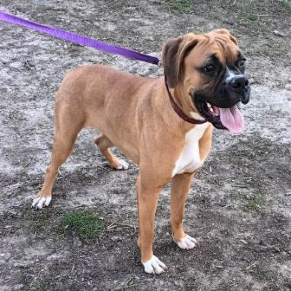 Boxer