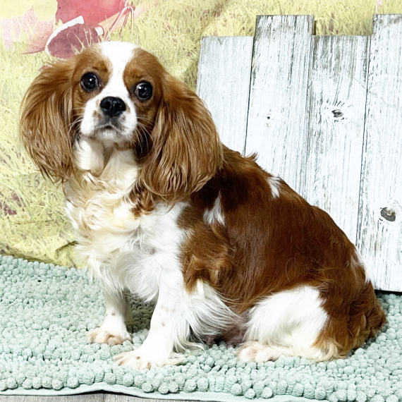 Cavalier King Charles Spaniel