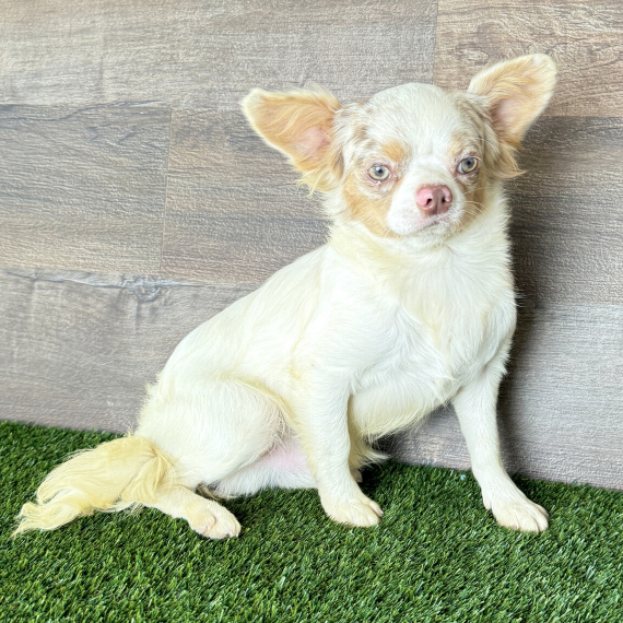 Chihuahua