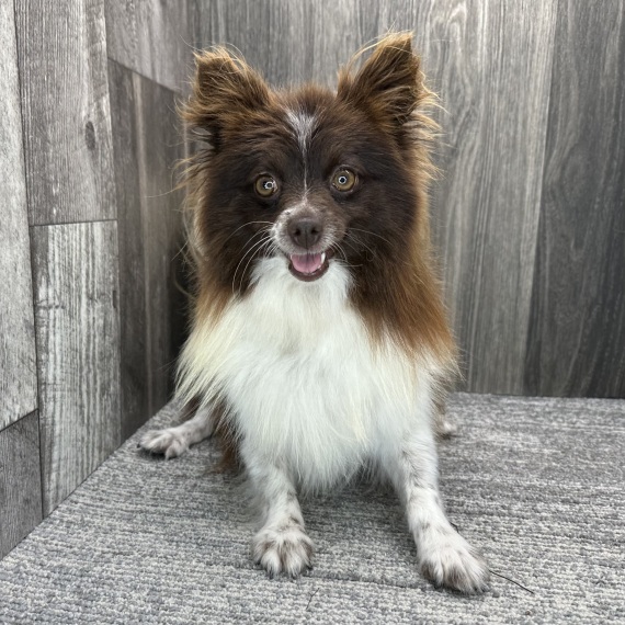 Pomeranian