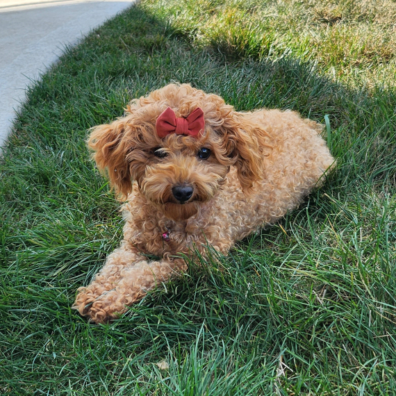Poodle