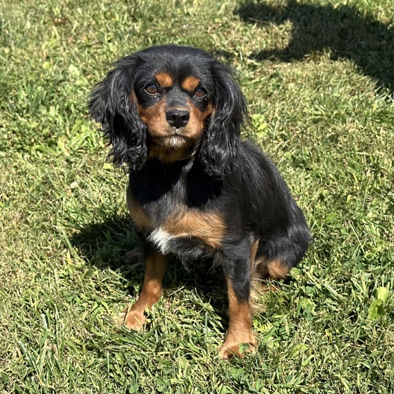 Cavalier King Charles Spaniel