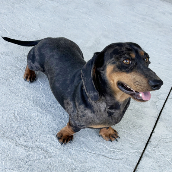 Harley Dachshund Puppy