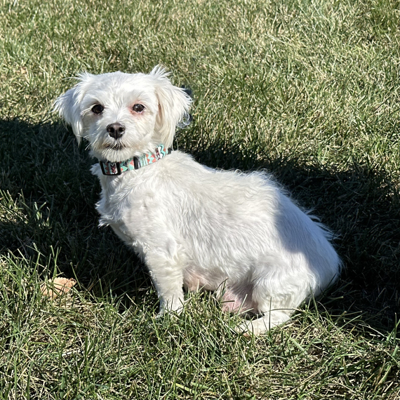 Maltese