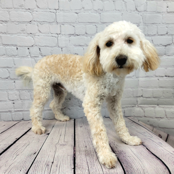 Poodle