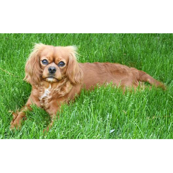 Cavalier King Charles Spaniel