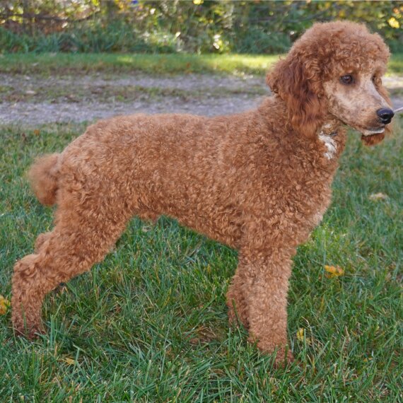 Poodle