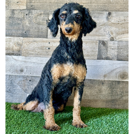 Poodle