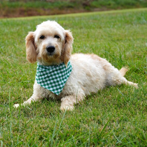 Goldendoodle