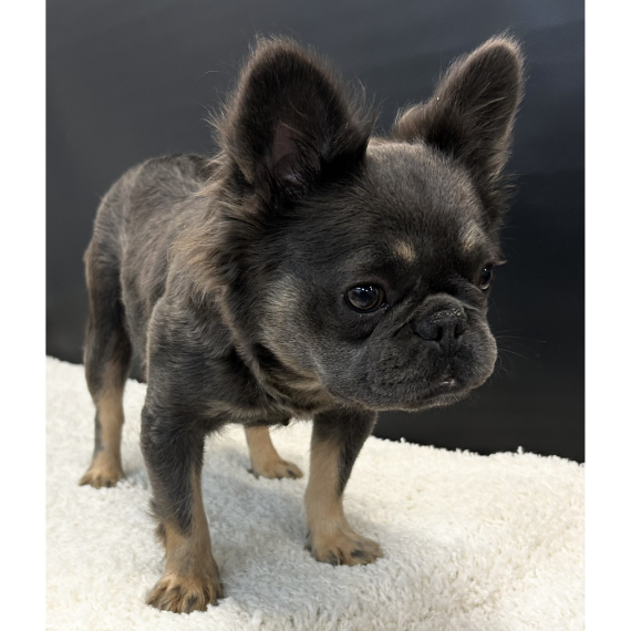 French Bulldog