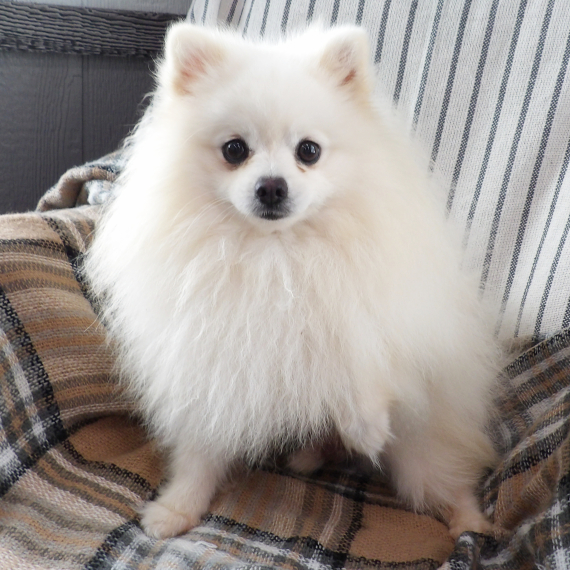 Pomeranian