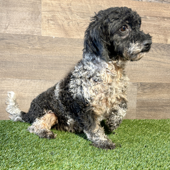 maripooh　0823 Markus, a Black & White Male Maltipoo Puppy 794175 | PuppySpot