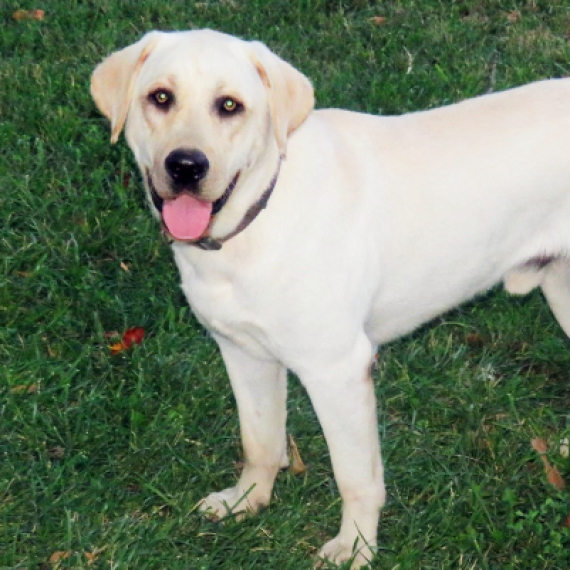 Labrador Retriever