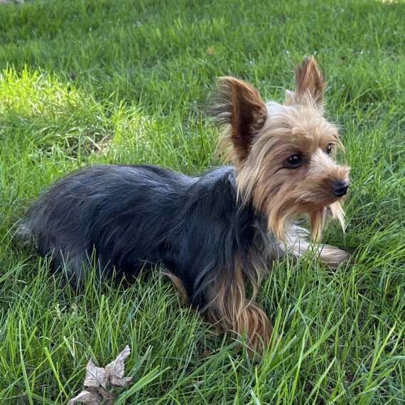 Yorkshire Terrier