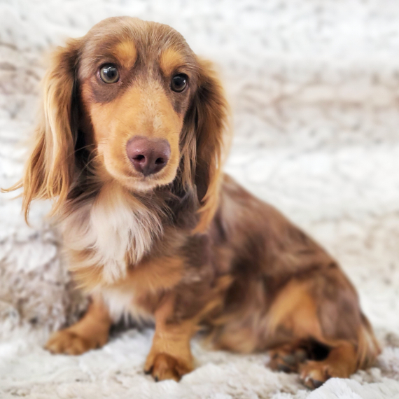 Dachshund