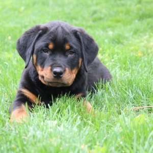 puppyspot rottweiler