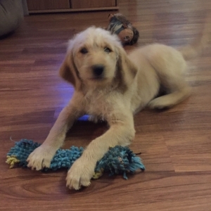 golden double doodle