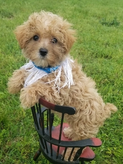 maltipoo docked tail